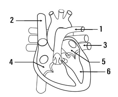 heart box electric diagram|unlabelled diagram of the heart.